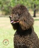 Irish Water Spaniel